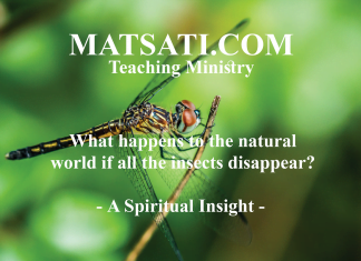 What happens to the natural world if all the insects disappear? – A Spiritual Insight