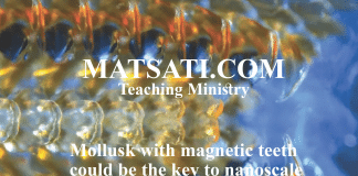 Mollusk with magnetic teeth could be the key to nanoscale energy sources – A Spiritual Insight