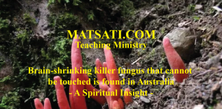 Brain-shrinking killer fungus that cannot be touched is found in Australia – A Spiritual Insight