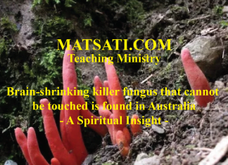 Brain-shrinking killer fungus that cannot be touched is found in Australia – A Spiritual Insight