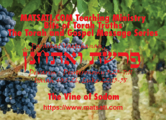 The Vine of Sodom, פרשת האזינו, Parashat Ha’azinu, Bits of Torah Truths