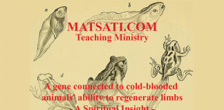 A gene connected to cold-blooded animals’ ability to regenerate limbs – A Spiritual Insight
