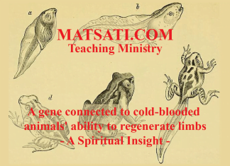 A gene connected to cold-blooded animals’ ability to regenerate limbs – A Spiritual Insight