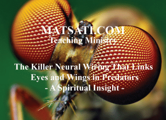 The Killer Neural Wiring That Links Eyes and Wings in Predators – A Spiritual Insight