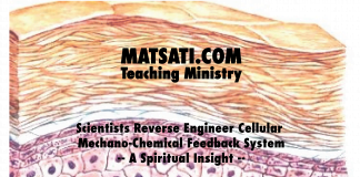 Scientists Reverse Engineer Cellular Mechano-Chemical Feedback System – A Spiritual Insight