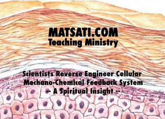 Scientists Reverse Engineer Cellular Mechano-Chemical Feedback System – A Spiritual Insight