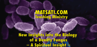 New Insights into the Biology of a Deadly Fungus – A Spiritual Insight