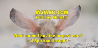 What animal has the largest ears? – A Spiritual Insight