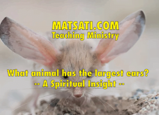 What animal has the largest ears? – A Spiritual Insight
