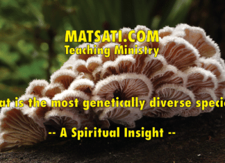 What is the most genetically diverse species? – A Spiritual Insight
