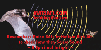 Researchers Raise Bats in Helium-Rich Air to check how they Sense Sound – A Spiritual Insight