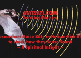 Researchers Raise Bats in Helium-Rich Air to check how they Sense Sound – A Spiritual Insight