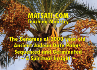 The Genomes of 2000 year old Ancient Judean Date Palms Sequenced and Germinated – A Spiritual Insight
