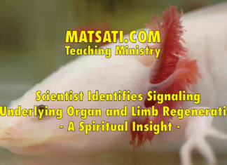 Scientist Identifies Signaling Underlying Organ and Limb Regeneration – A Spiritual Insight