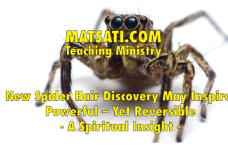New Spider Hair Discovery May Inspire Powerful – Yet Reversible – Adhesives – A Spiritual Insight