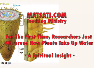 For The First Time, Researchers Just Observed How Plants Take Up Water – A Spiritual Insight