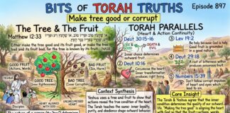 Bits of Torah Truths – #Torah Concept in the NT: Make tree good or corrupt – Episode 897